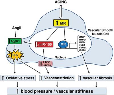 Role of Aldosterone and Mineralocorticoid Receptor in Cardiovascular Aging